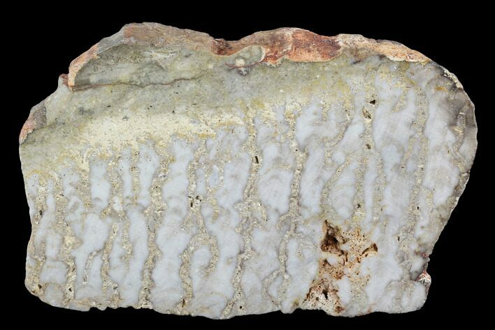 Paleoproterozoic Columnar Stromatolite (Eucapsiphora) - Australia #96294
